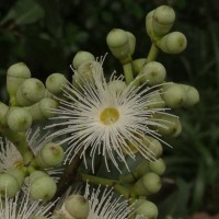 Eucalyptus deglupta Blume